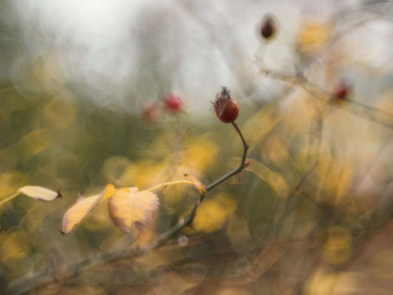 Шиповник. фото превью
