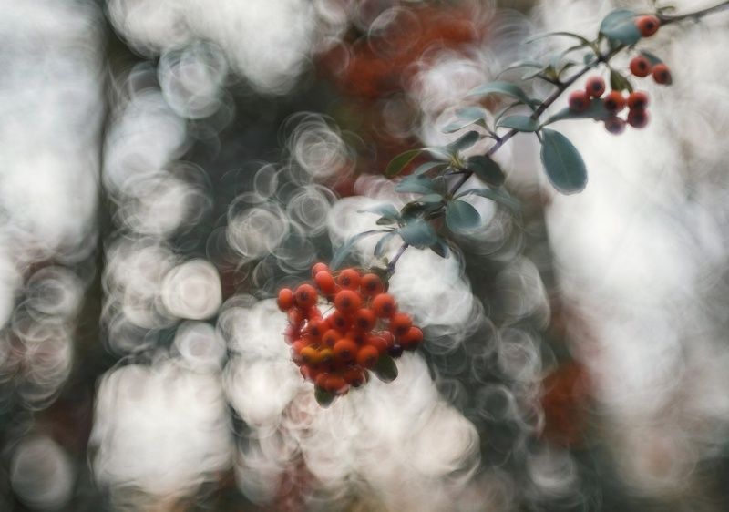 Рубины ноября. фото превью