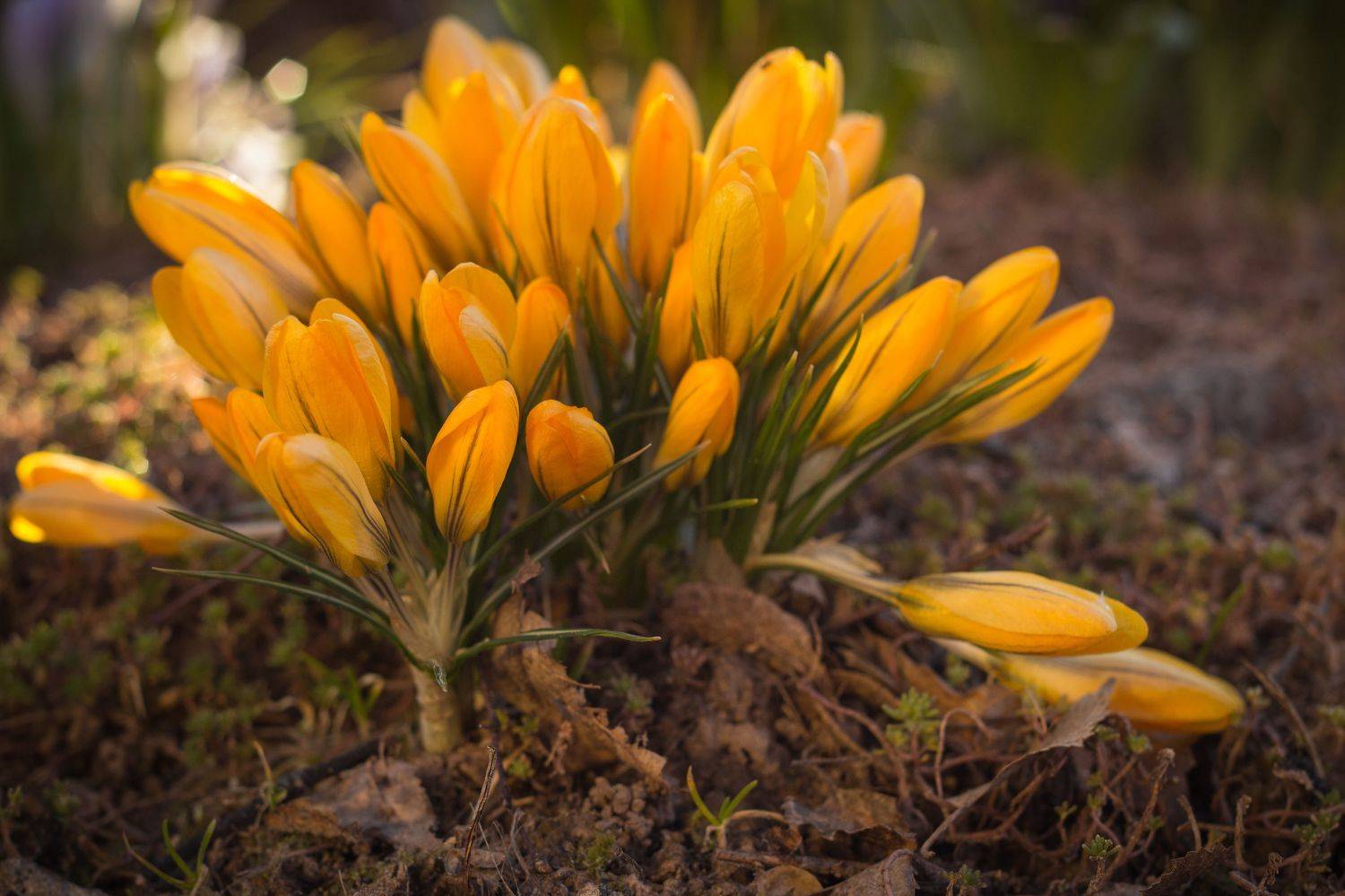 крокусы, подснежники, весна, цветы, Elena Hvojnova