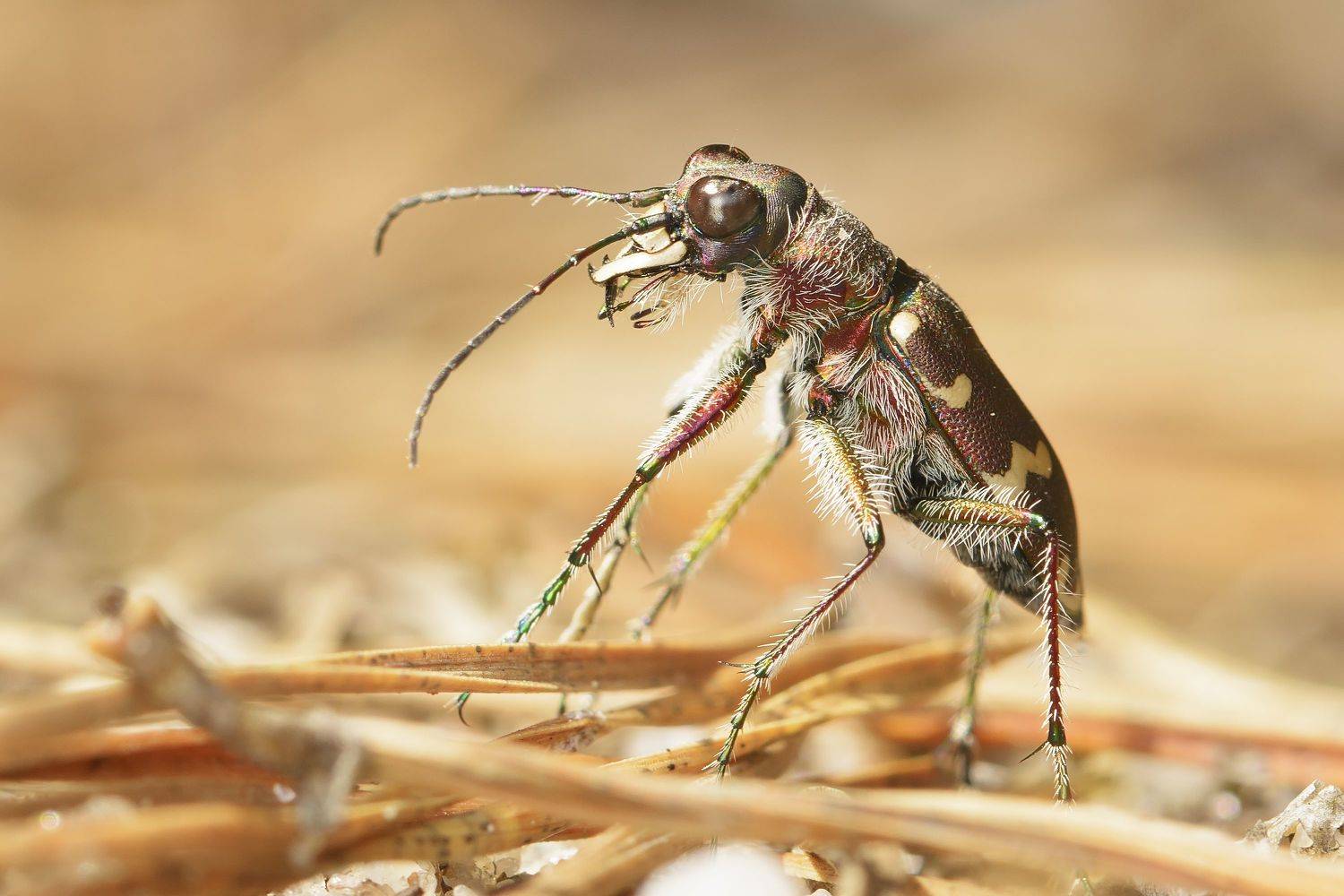 скакун-межняк, cicindela hybrida, скакуны, cicindelinae, жук, Павел Черенков
