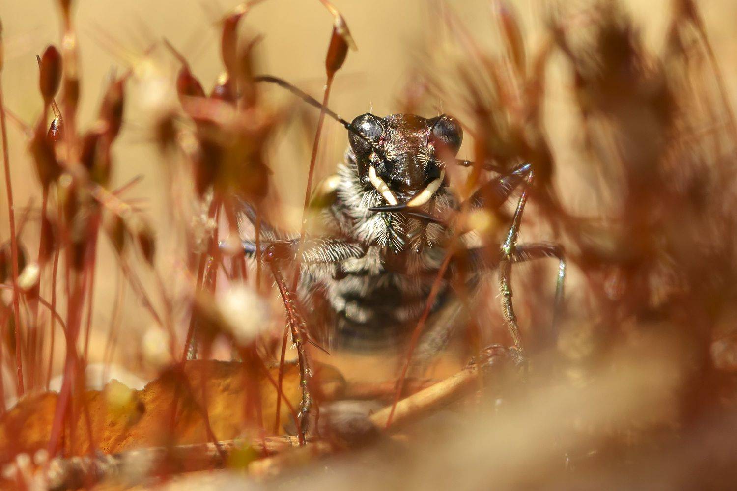 скакун лесной, cicindela sylvatica, скакуны, cicindelinae, жужелицы, carabidae, жук, Павел Черенков