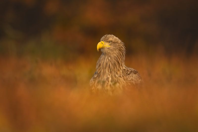 Орлан-белохвост.... фото превью