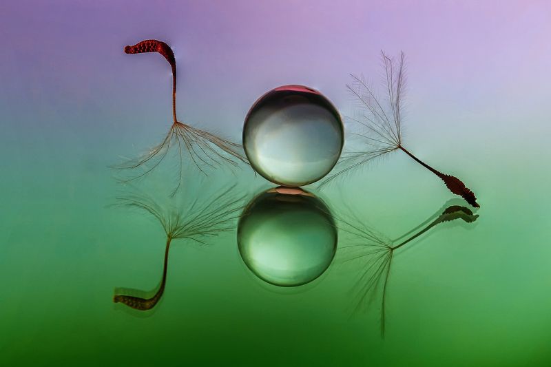 water, drops, macro, colores, plant LITTLE SYMPHONY XXX фото превью