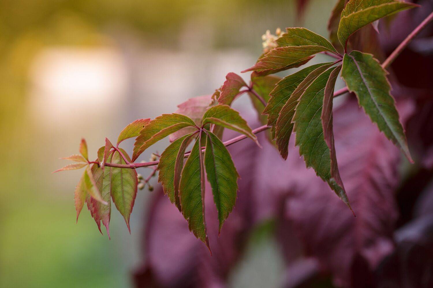 , Зеленько Дмитрий