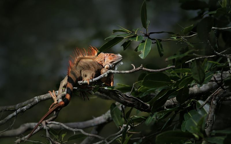 Цыпленок табака фото превью