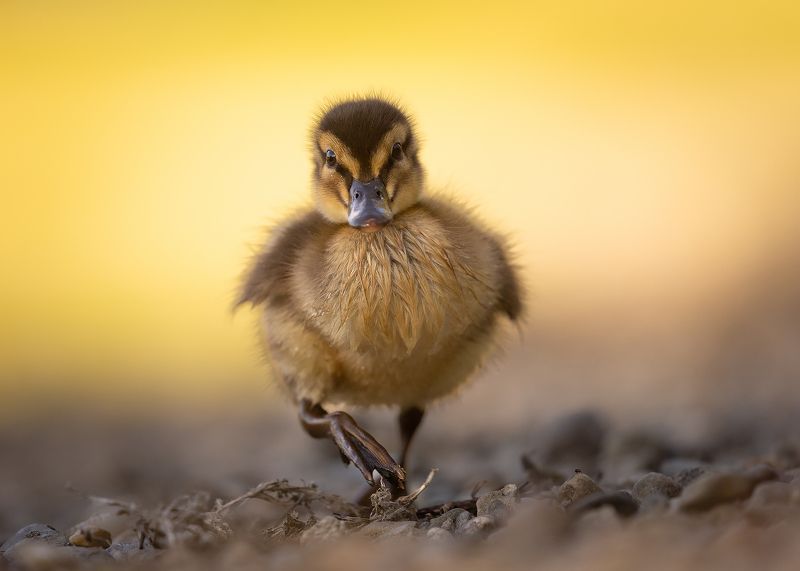 Duckling фото превью
