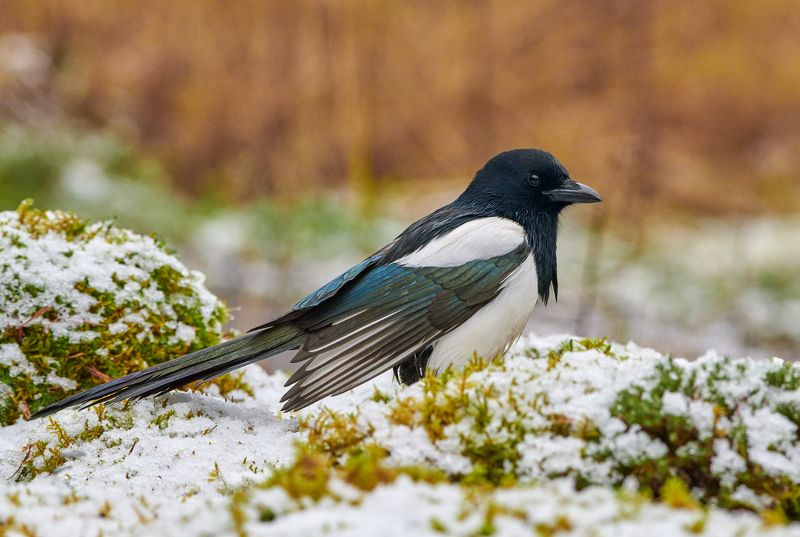 #bird #wildlife #nature #birdphotography Сорока-белобока фото превью