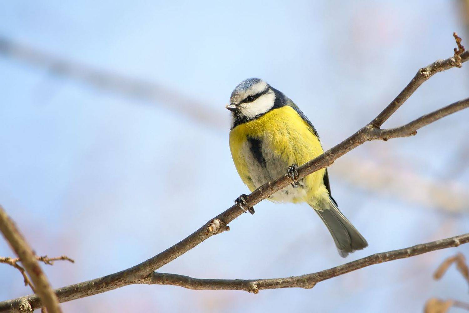 синица, КарОл