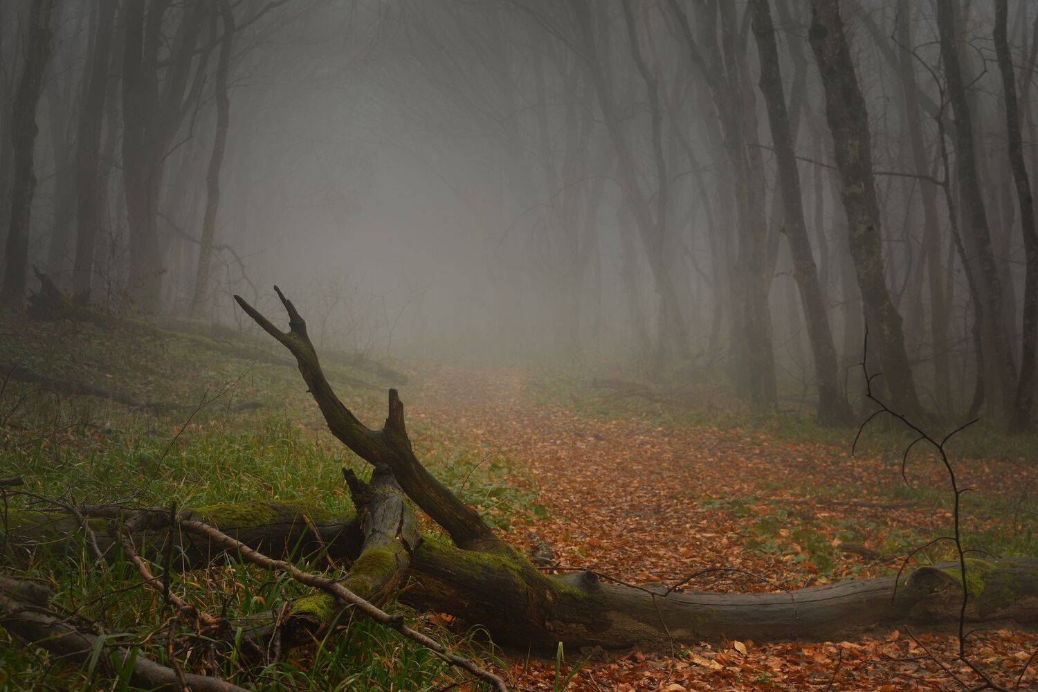 осень листва утро лес туман, Александр Жарников