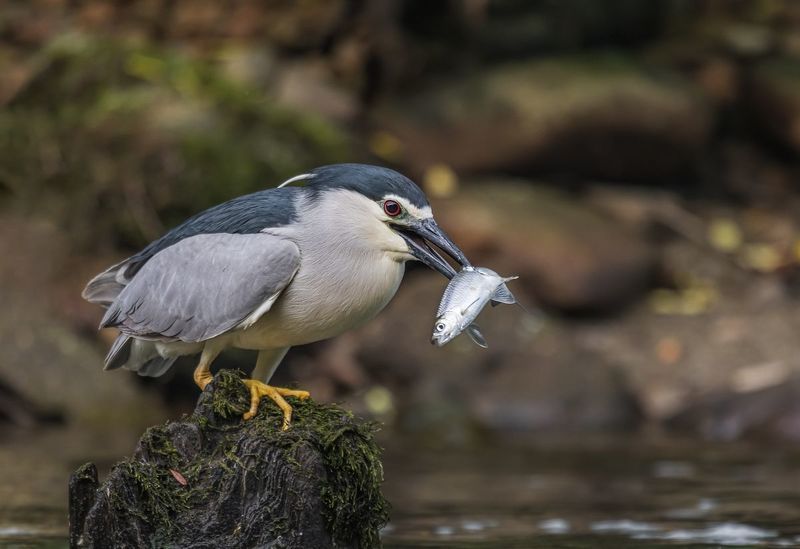 Ślepowron (Nycticorax nycticorax) фото превью