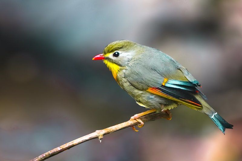 Red Billed Leothrix фото превью