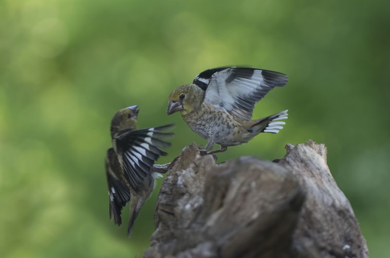 Дубоносы фото превью