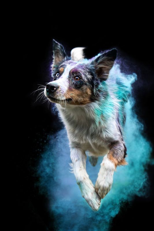 фотограф собак краски холи черный фон животные аусси  Пес Пиксель и краски холи фото превью