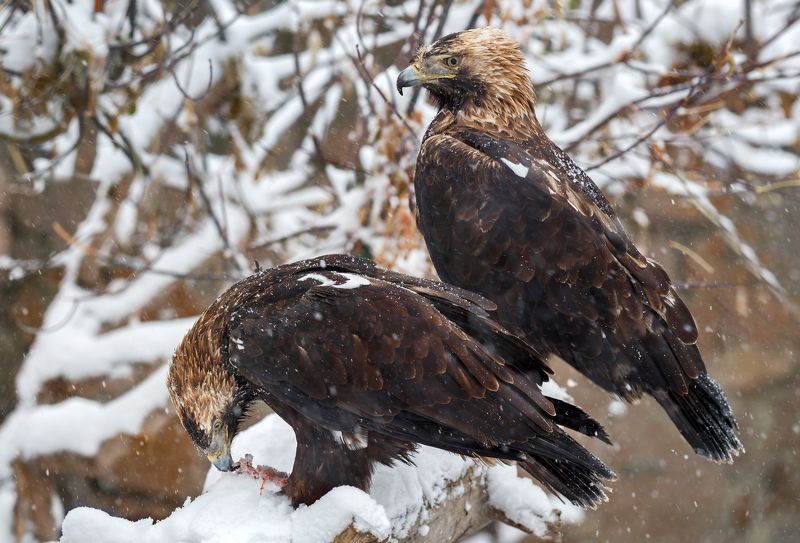 орел могильник Орел могильник (императорский орел, солнечный орел) фото превью