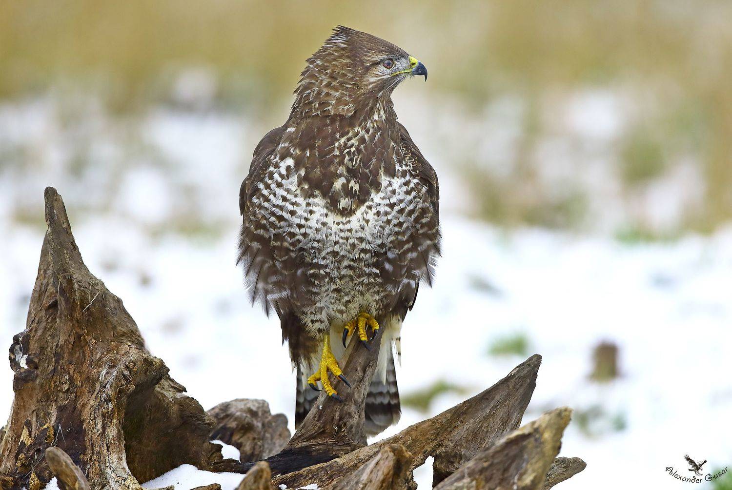 , Александр Гусар