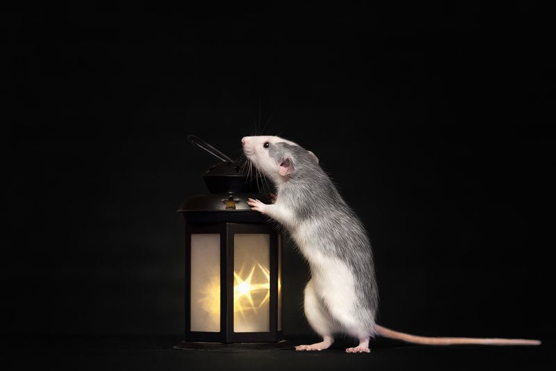 Флэшка фото превью