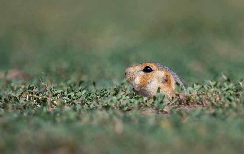 суслик Перископ фото превью