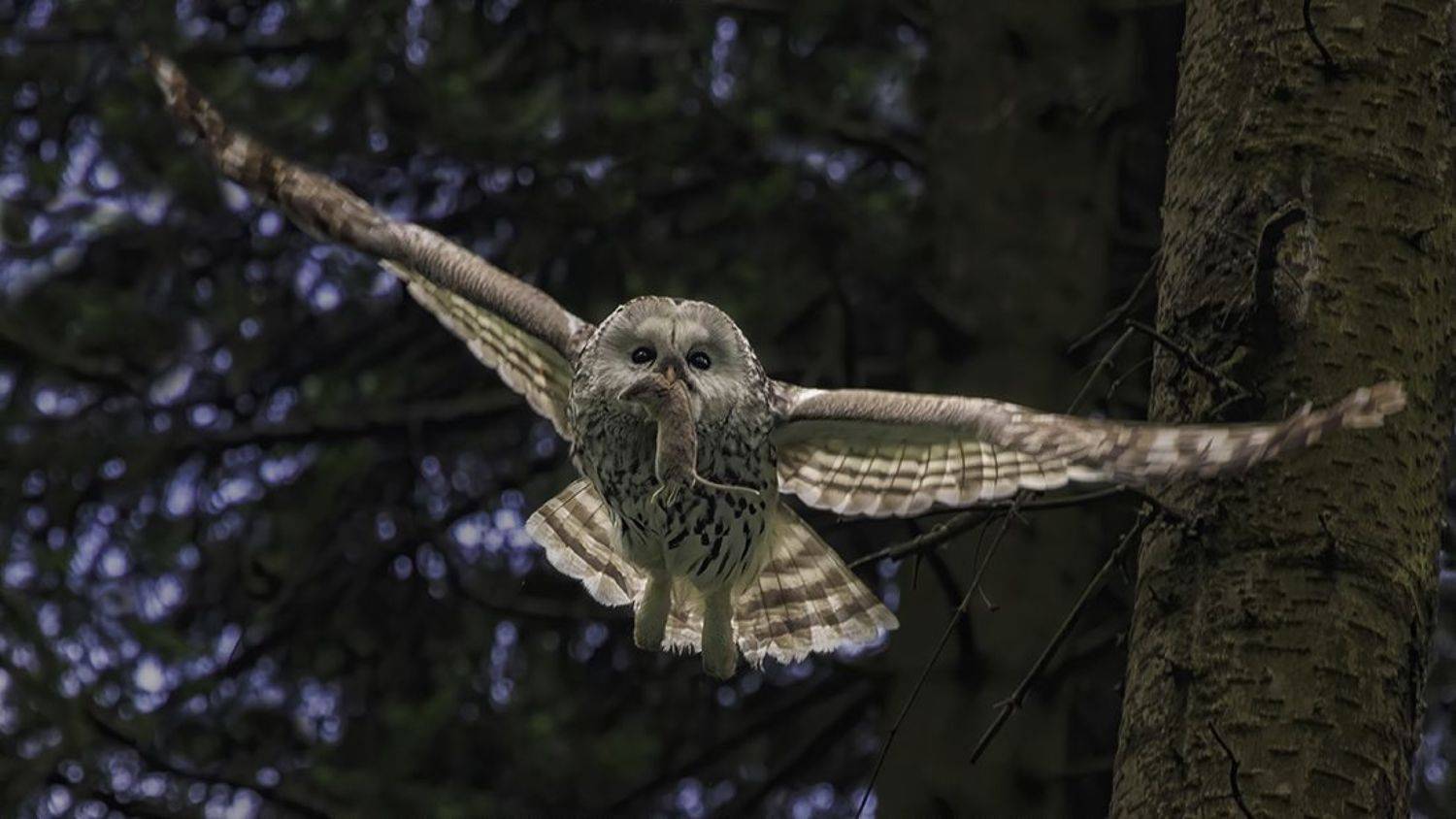 сова, неясыть, добыча, полёт, Наталия Сытина