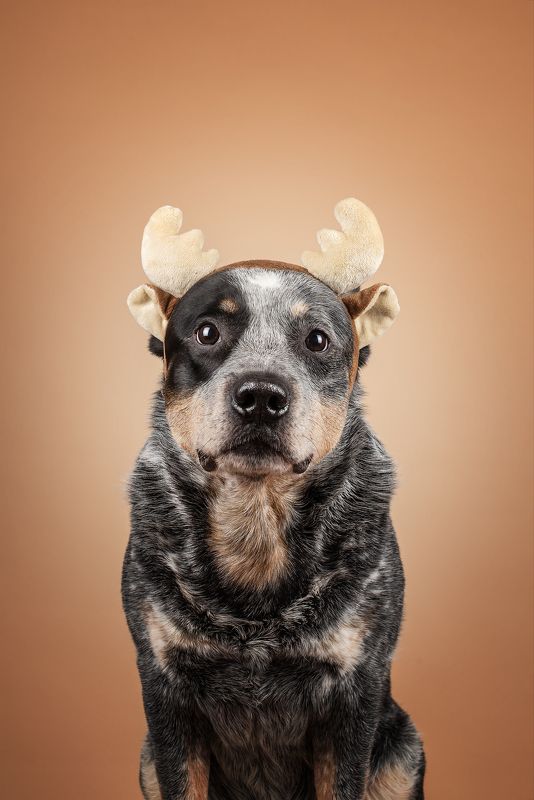 Австралийский олень фото превью