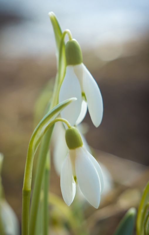 галантусы, подснежники, весна, цветы Первые фото превью