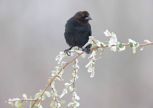 Brown-headed Cowbird male - Буроголовый коровий трупиал. самец