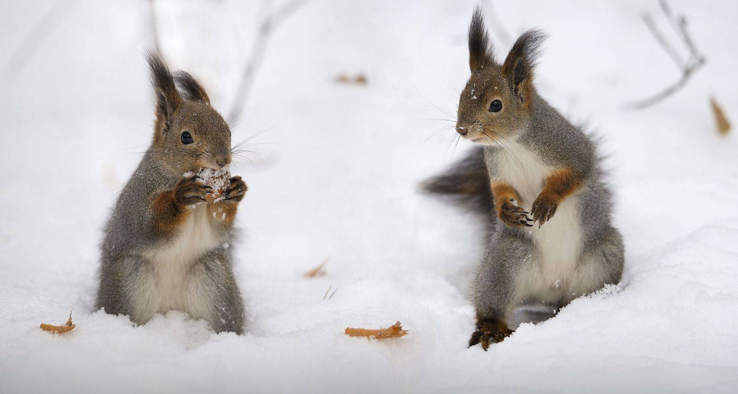 белки, зима, , Сергей Аникин