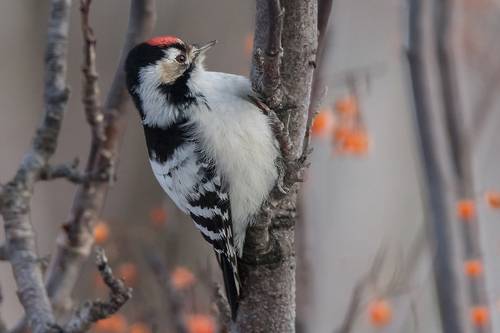 Малый пёстрый дятел