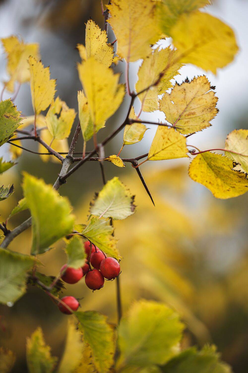 , Зеленько Дмитрий
