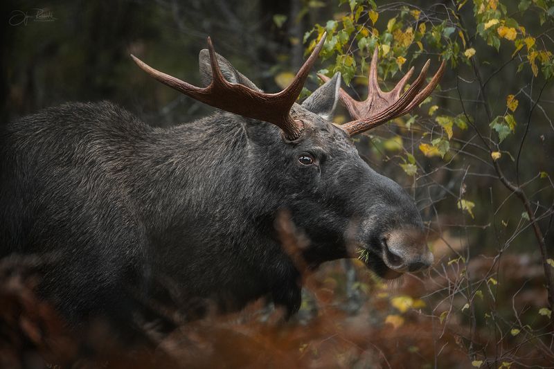 лось, сохатый, дикая природа, гон, беларусь, животные, природа, фотоохота Сохатый фото превью