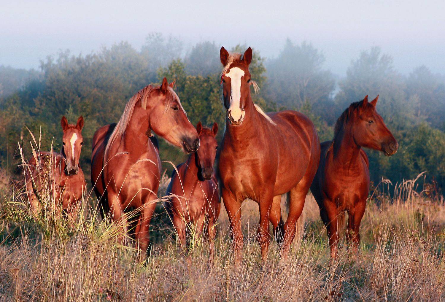 лошади , утро, Александр Свистков