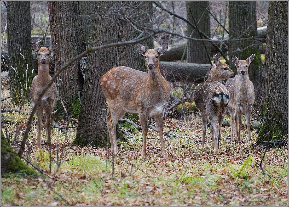 москва, осень, парк, АНАТОЛИЙ ДОВЫДЕНКО