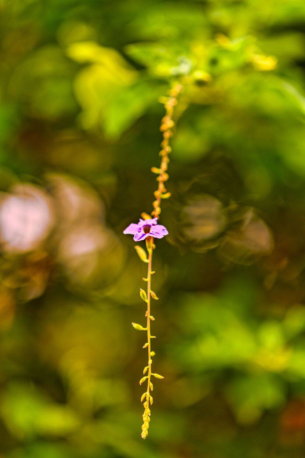 flower,water,droplets,dew,closeup.sunflower,colors,beauty,nature,macro,light,wild,lavender, beauty,blue,purple,closeup, G N RAJA