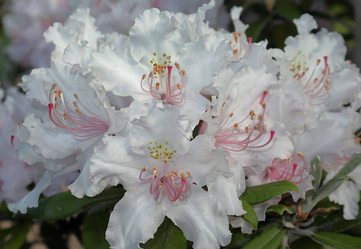 рододендрон цветок, Александр Зорин