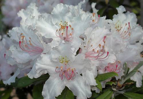 Rhododendron smirnowii
