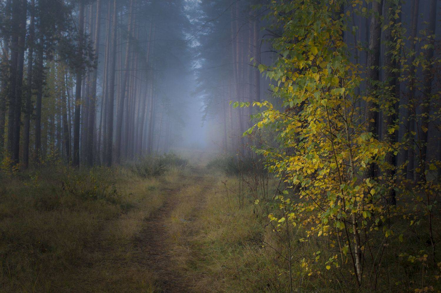 , Игорь Денисов