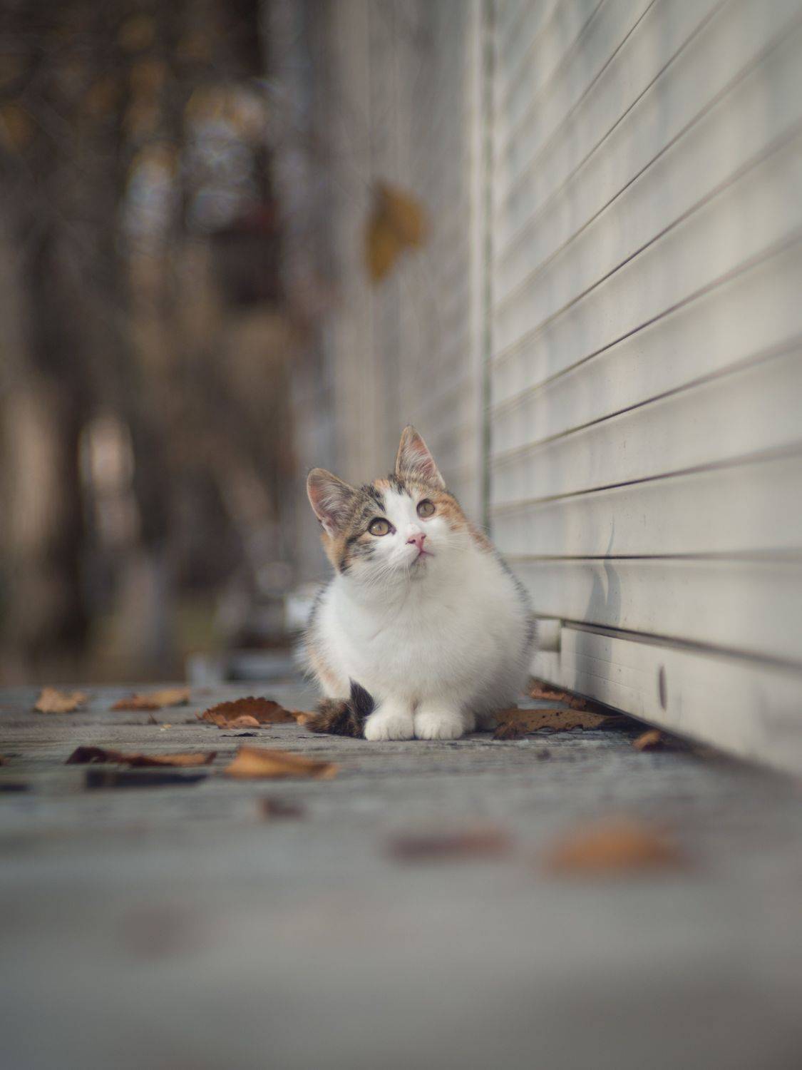 осень, парк, кошечка, листва, юпитер-3, объектив юпитер-3, советская оптика, фотографирую на юпитер, красота природы, керчь, россия, Щербак Анатолий