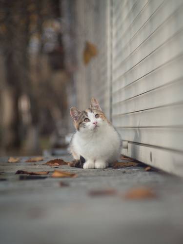 Кошечка в осеннем парке.
