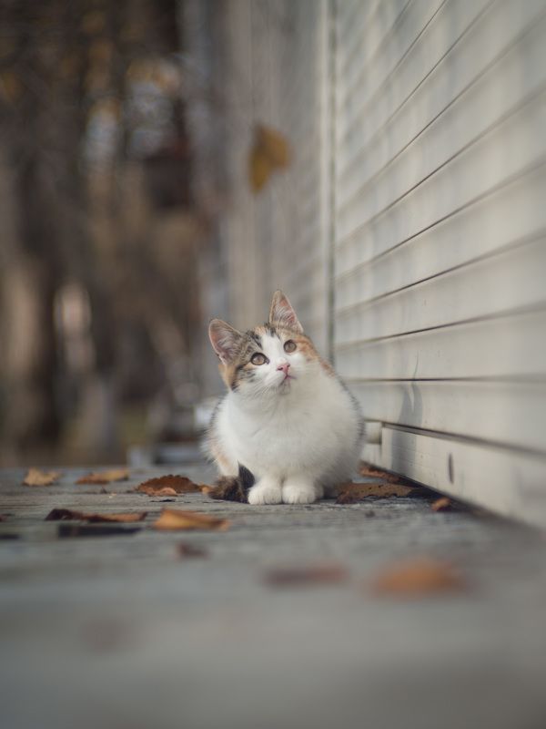 Кошечка в осеннем парке. фото превью