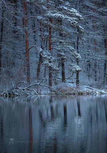 Лес на берегу пруда