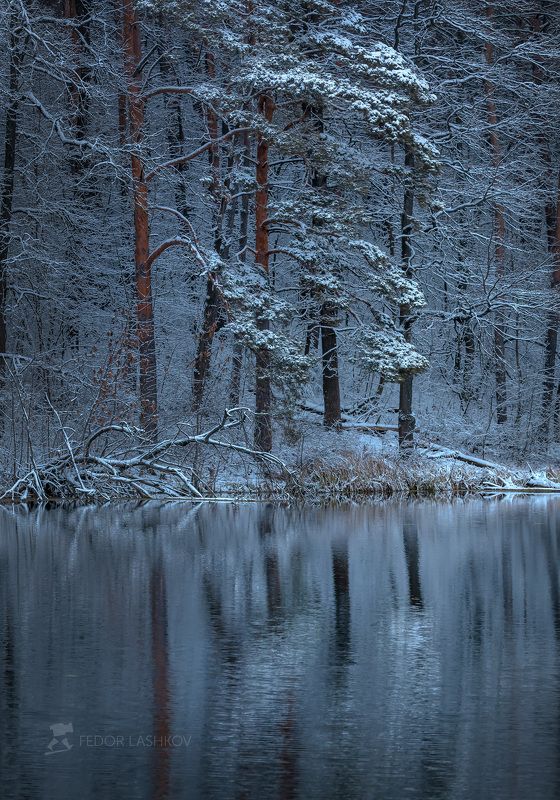 Лес на берегу пруда фото превью