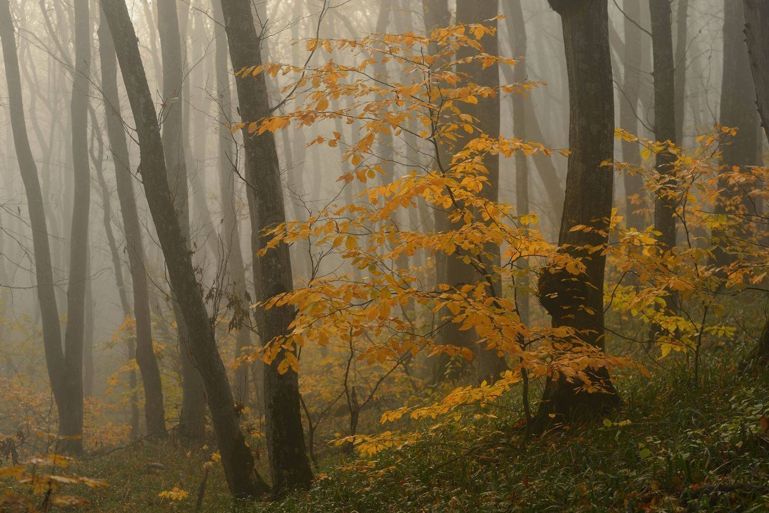осень листва утро лес туман, Александр Жарников