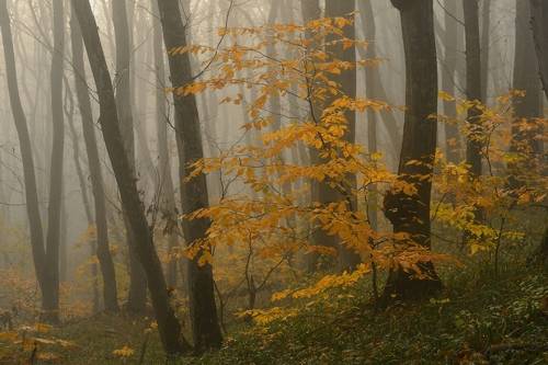 Осеннее утро
