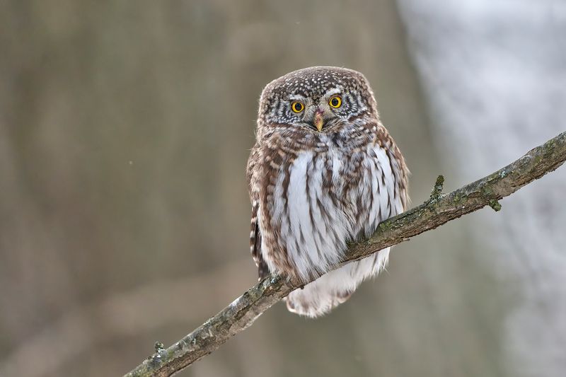 Воробьиный сыч фото превью