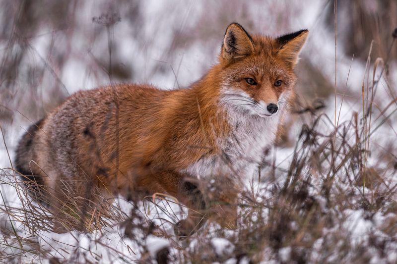 Lapsa фото превью