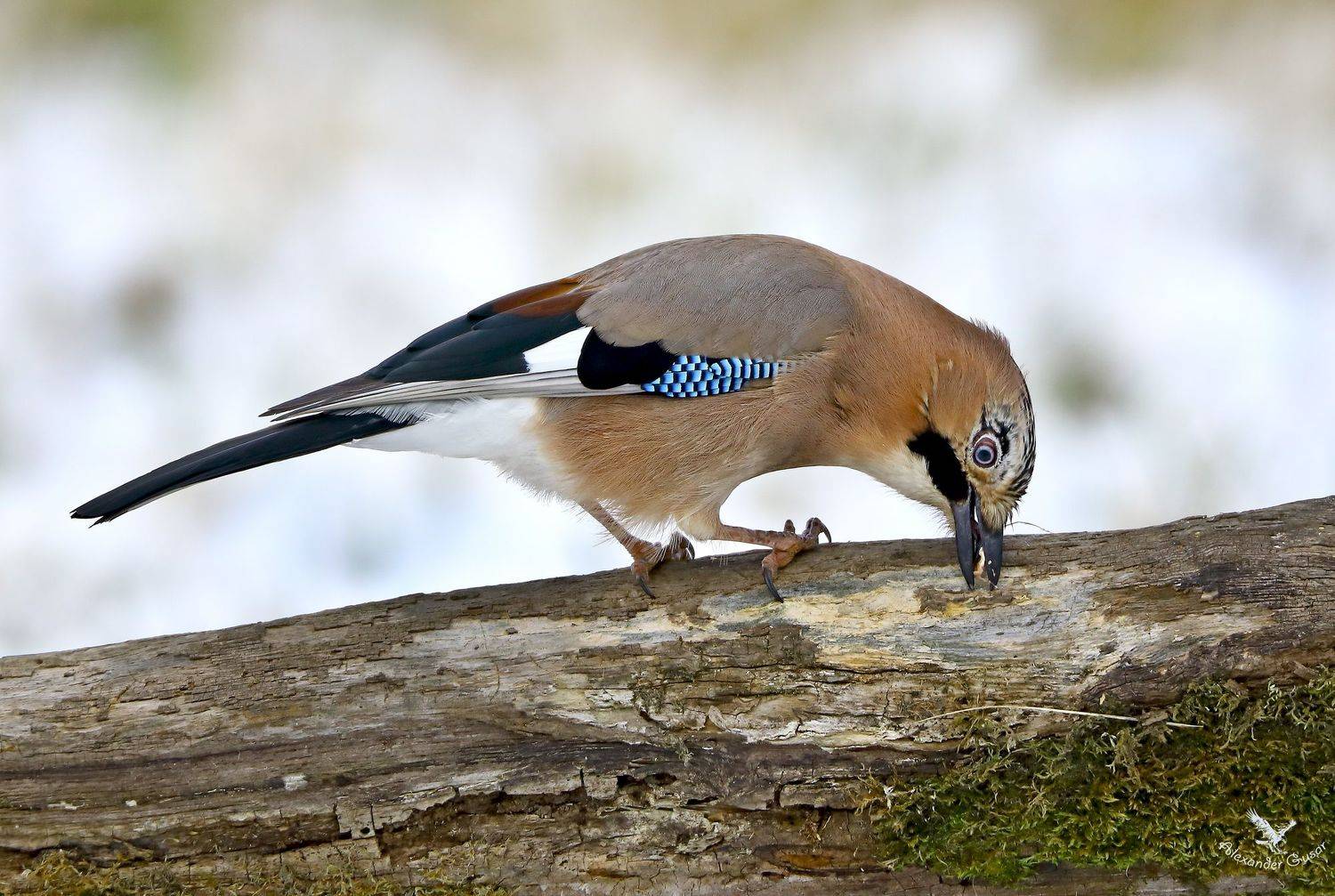 , Александр Гусар