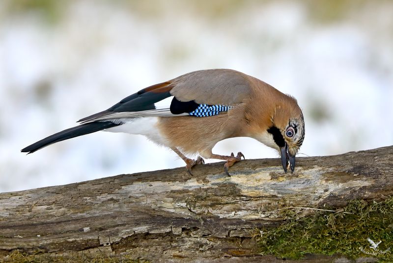 Сойка. фото превью