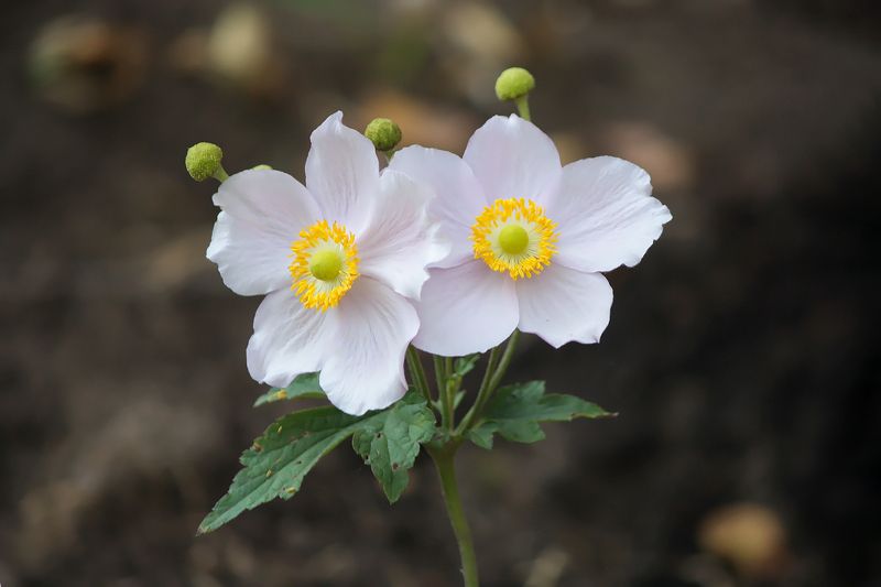 Анемона (лат. Anemone) фото превью