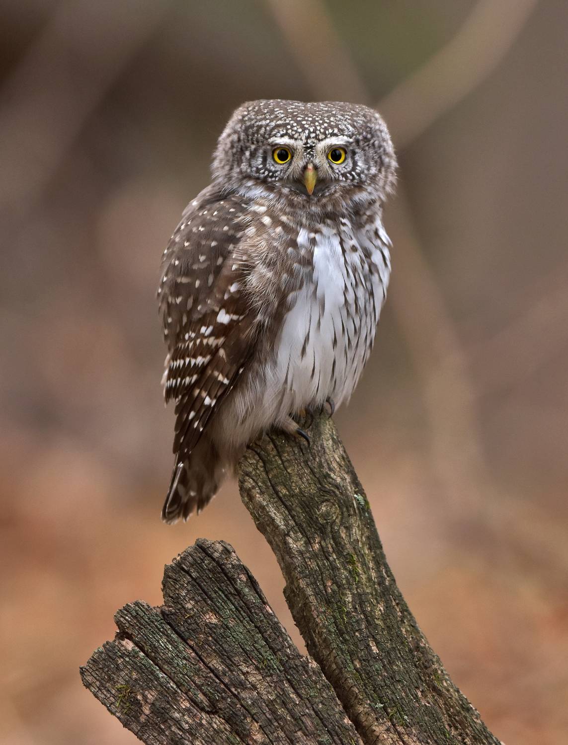 , Макеев Алексей