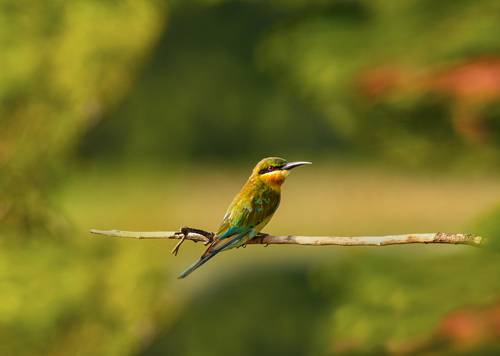 Bee-eater