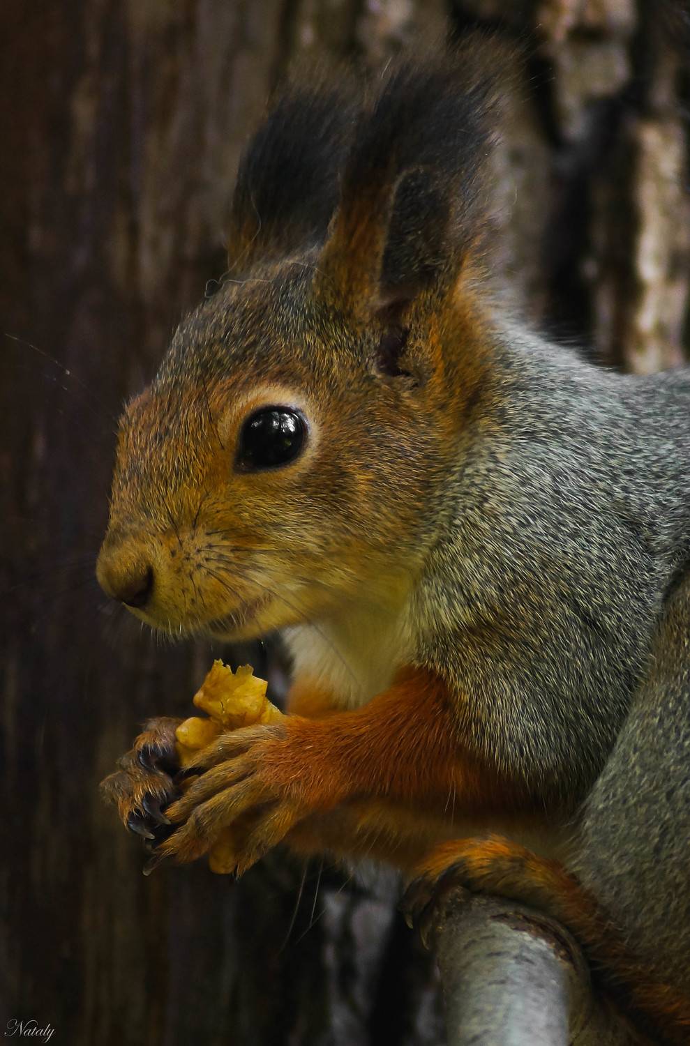 , Екимова Наталья